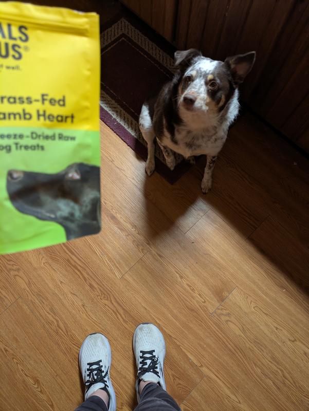 Picky Eater begging.