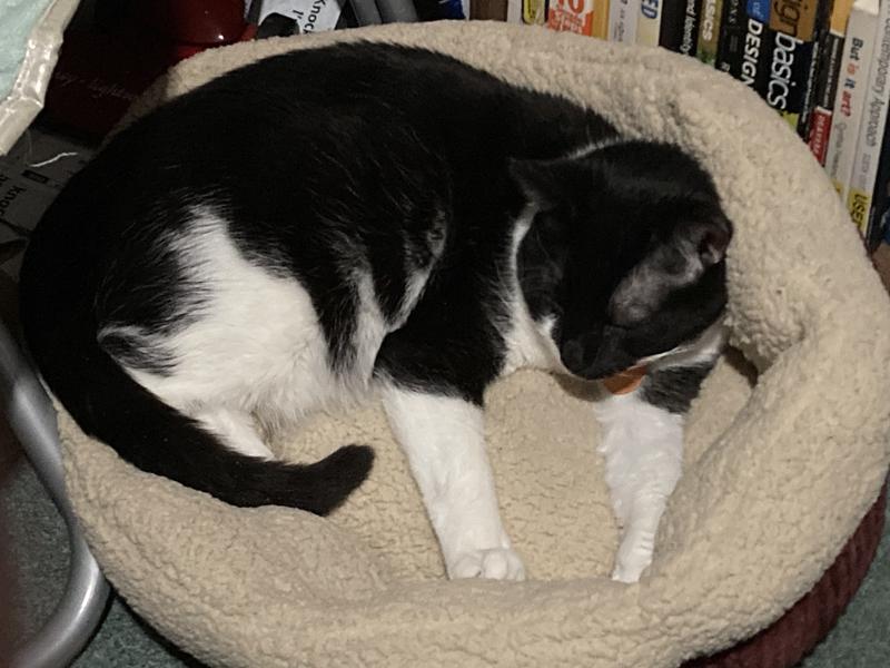 ASPEN PET SelfWarming Bolster Cat & Dog Bed, Warm Spice/Cream, 19in