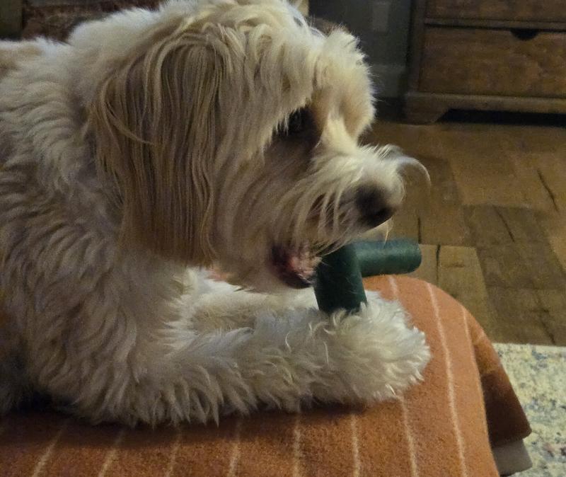 Power chewer at work