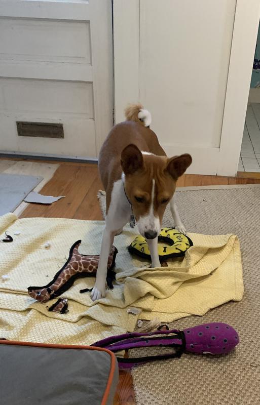 He has 3 different ones!