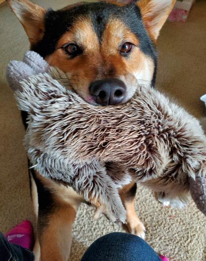 Nikki waiting patiently