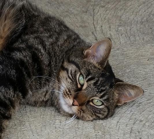 Tabby, a stray we brought in. Sweetest girl ever!