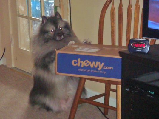 "Romeo" the Keeshond, happy to get his CHEWY.COM box!!