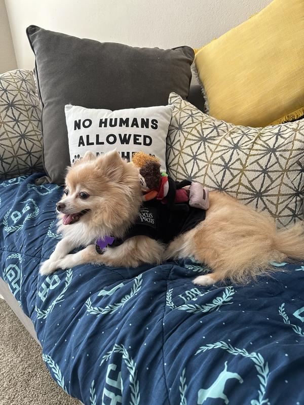 DISNEY Hocus Pocus RideOn Sanderson Sisters Dog & Cat Costume, Small