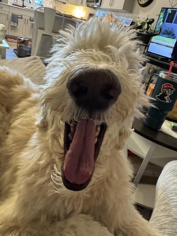 Happy doggie, happy life