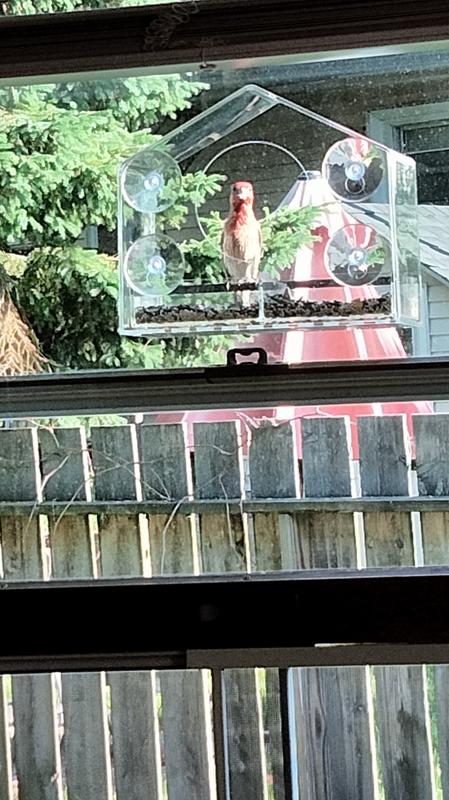 Red finch that looks like he's staring back at me