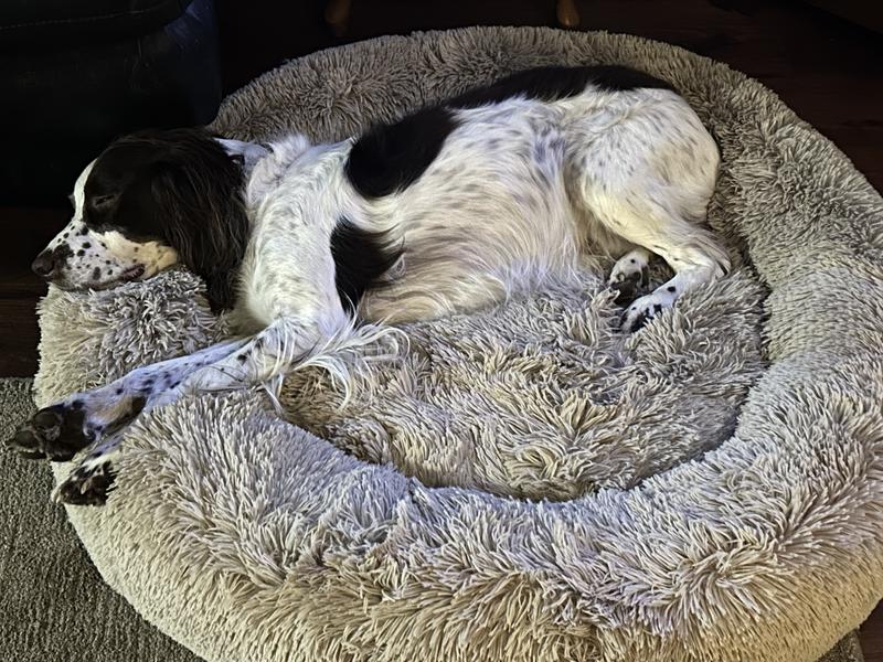 CANINE CREATIONS Donut Orthopedic Bolster Dog Bed Charcoal Small Chewy