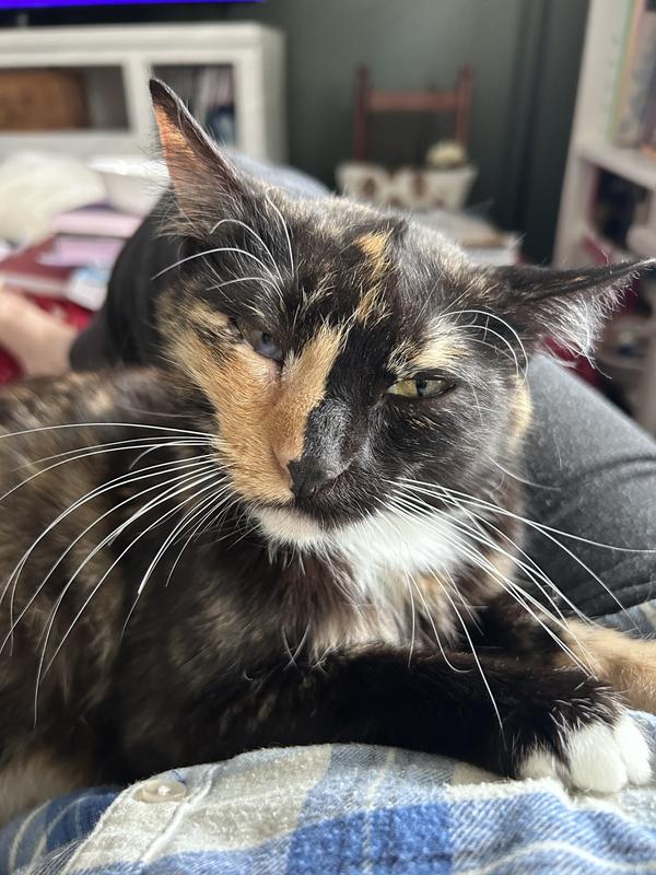 This is Grace and she likes Fancy Feast!