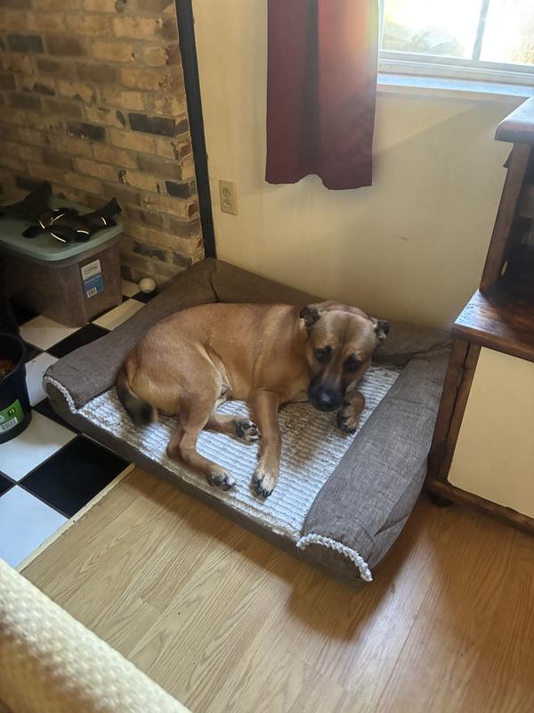Dog in his bed
