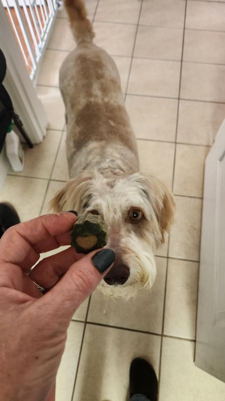 Eagerly awaiting his treat