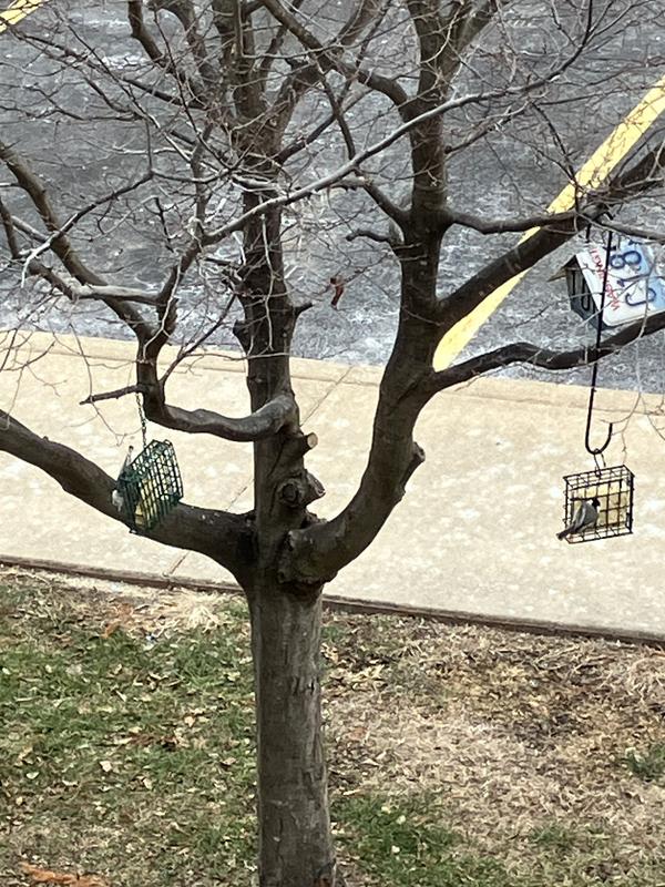 I see birds all year round!!