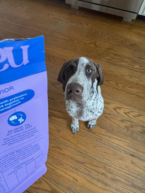My youngest GSP, excitedly sitting and waiting for his scoop.