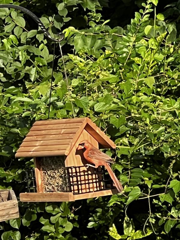 Nice feeder