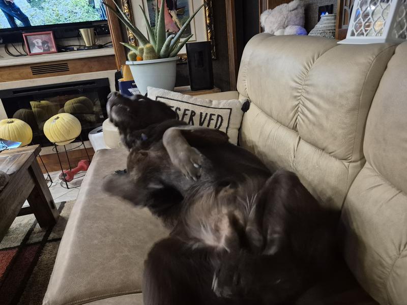 Relaxation No stressing!  Happy doggie parents 💖