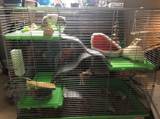 Kaytee rat cage online