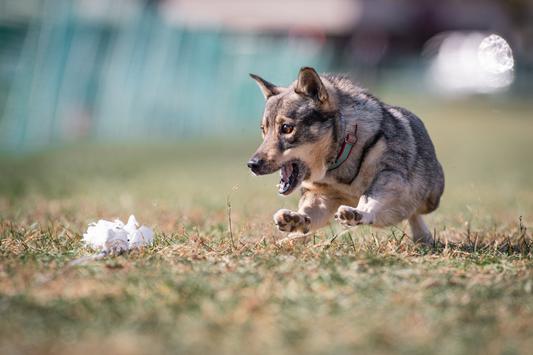 Push is a FastCat fiend.