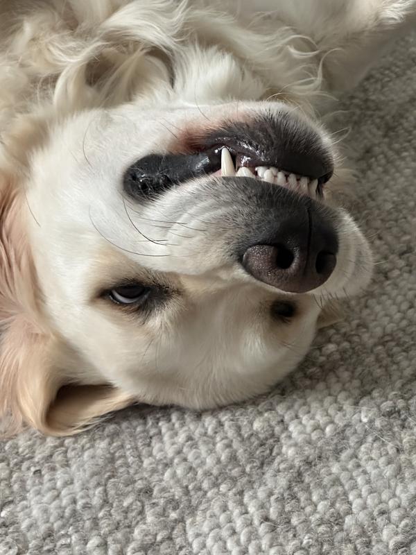 Showing off his post brushing smile.