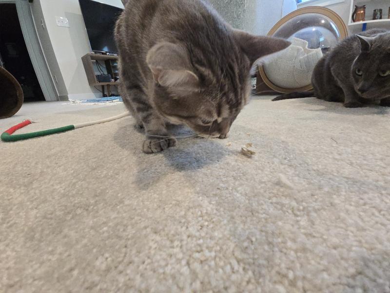 Ollie inhaled these!