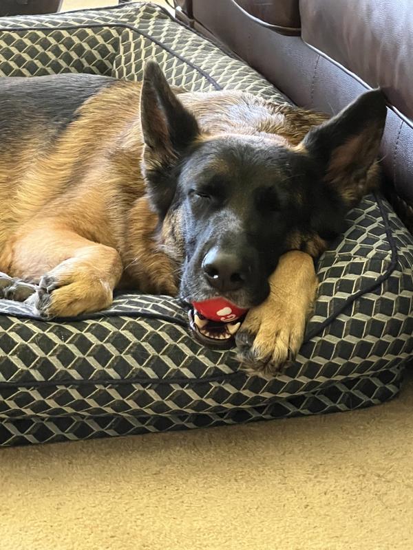 Kong is life! Even in sleep!