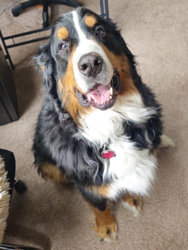 Hop after enjoying his Nutro dinner.