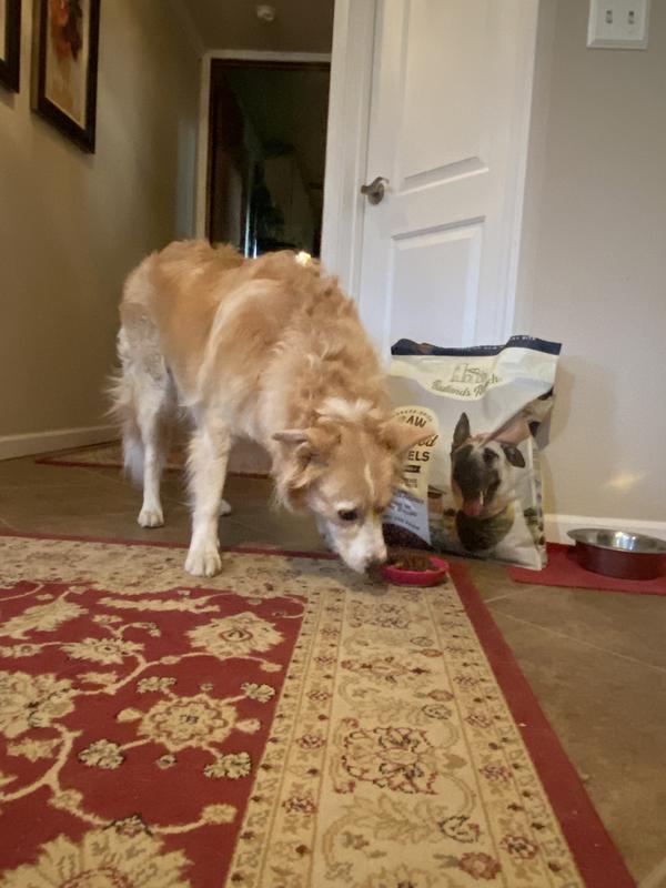 Roo even picks up pieces of kibble that escape the bowl!