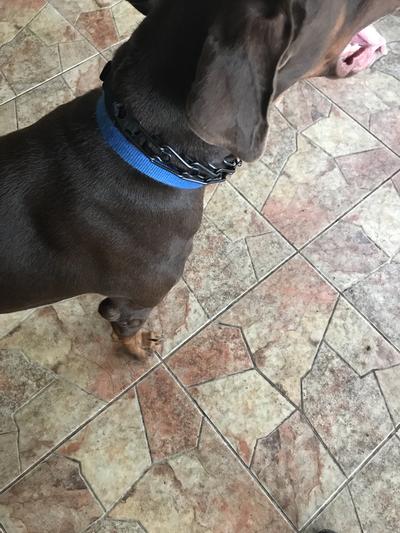 My dog showing the new collar