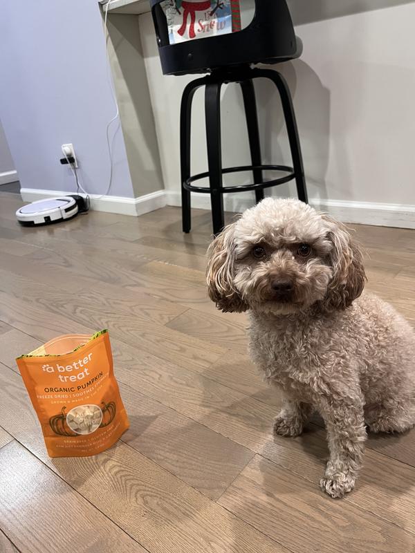 Waiting for more treats!