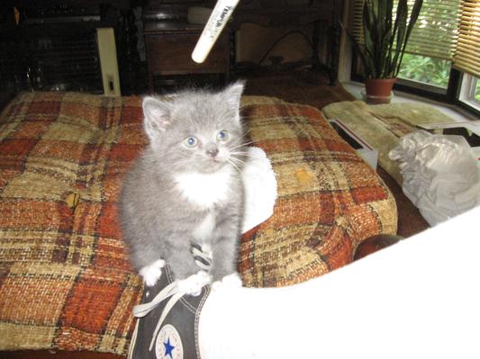 My rescue baby at 5 weeks old now 7 years old.