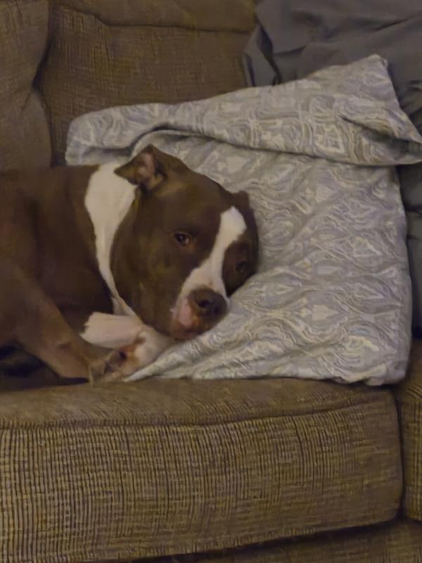 I is tired. Can I have my bedtime snack?!