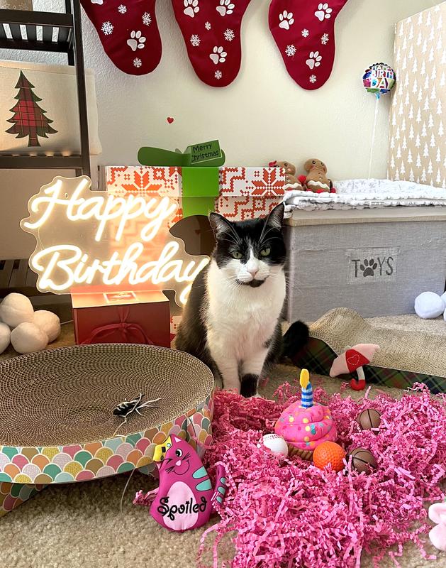 KONG Holiday Refillables Purrsonality Purrty Animal Cat Toy