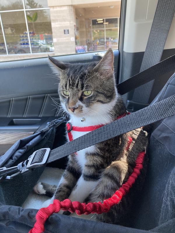 AMERICAN KENNEL CLUB AKC Pet Booster Seat, Black