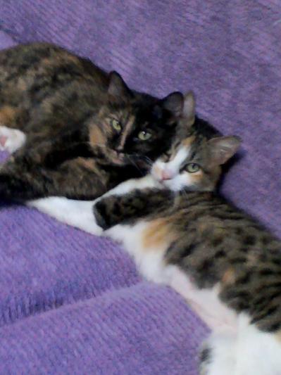Beautiful Amber & Brandy