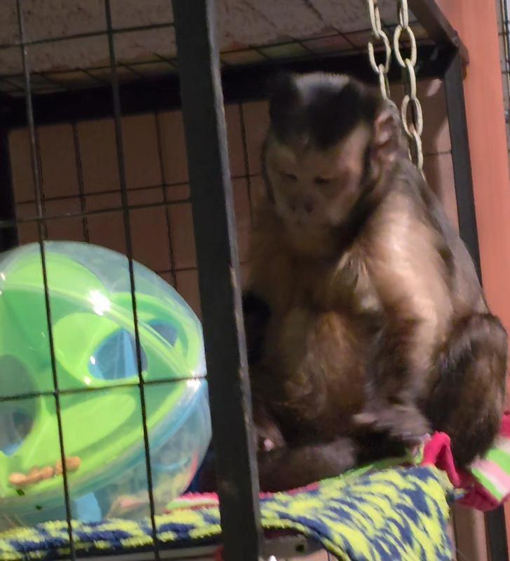 Levi enjoying a treat he retrieved