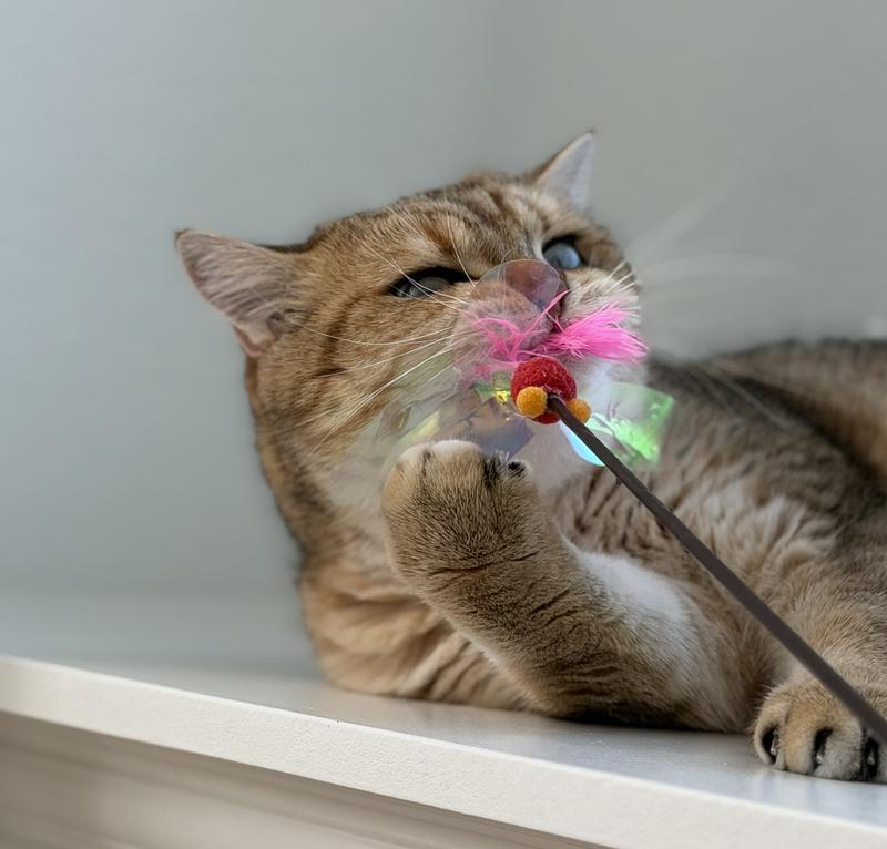 Bam-Bam vs Fluttery Fish