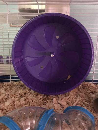 Comfort best sale wheel hamster