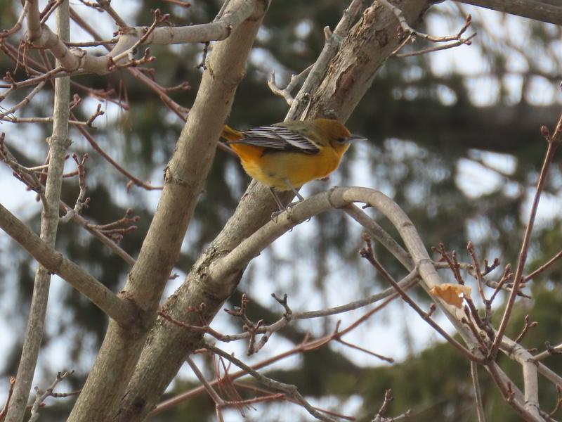 even this Baltimore Oriole who stayed far North  of its normal range