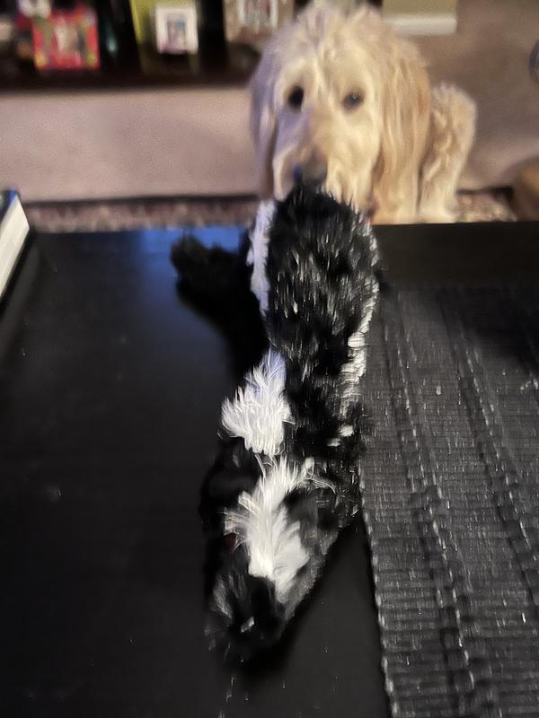 Chief loves his skunk