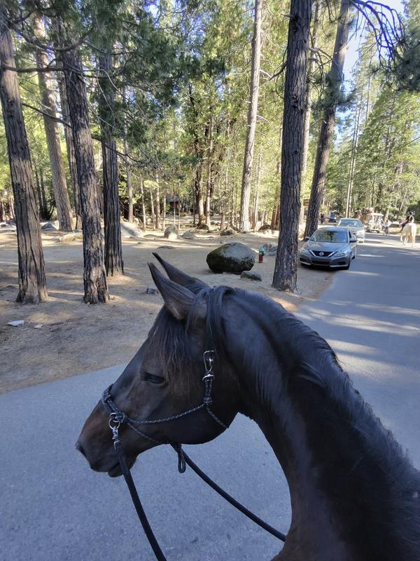 Old lady staying comfortable enough to explore national parks!