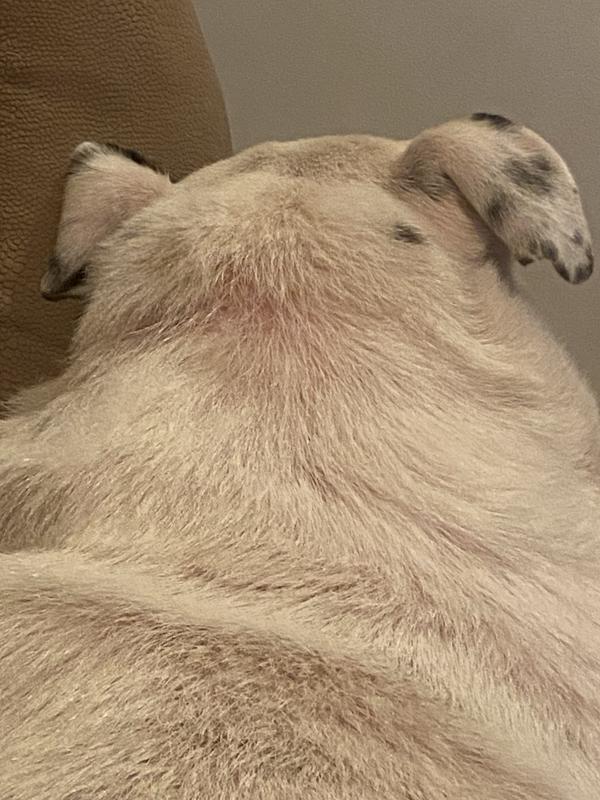 You can see the pink spots, had to remove her collar