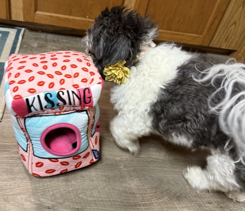 Heidi, the shih tzu inspecting the kissing booth