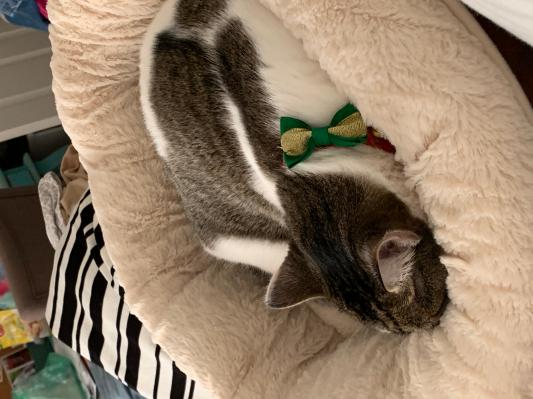 Miss Mabel with her festive collar.