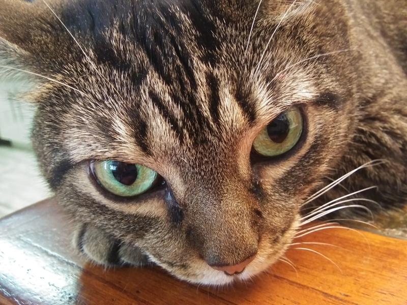 Product Reviews for HARTZ Hairball Remedy Plus Salmon Flavor Paste