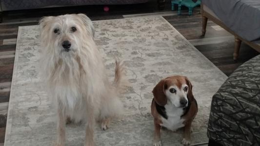 Like a fluffy cloud and her silly brother (he had to pose with her haha).