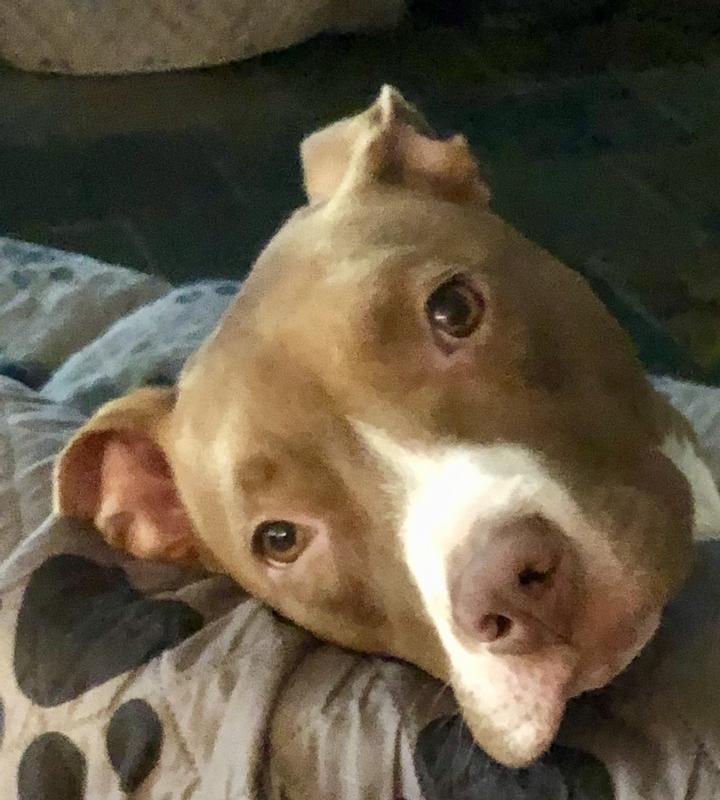 Just waiting for my after-dinner chew