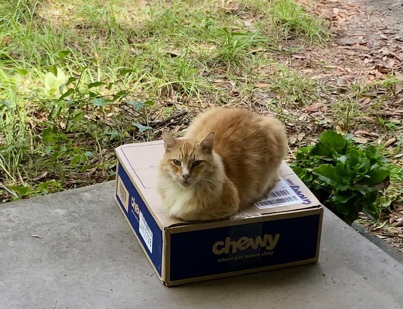 Bettie protecting the latest delivery from porch pirates.