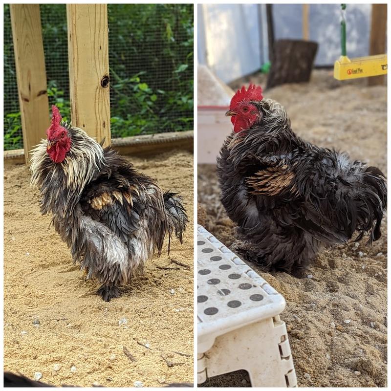Chicken Rick before and after 6 months of Scratch and Peck feed