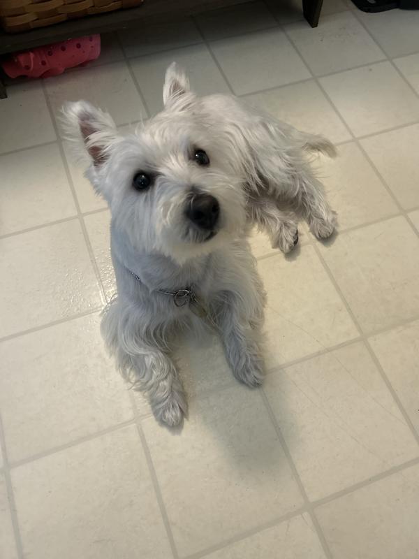 Best food for clearance westie with sensitive stomach