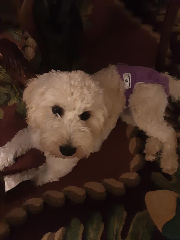 PAW INSPIRED Washable Female Dog Diapers, XSmall 10 to 15in waist, 3