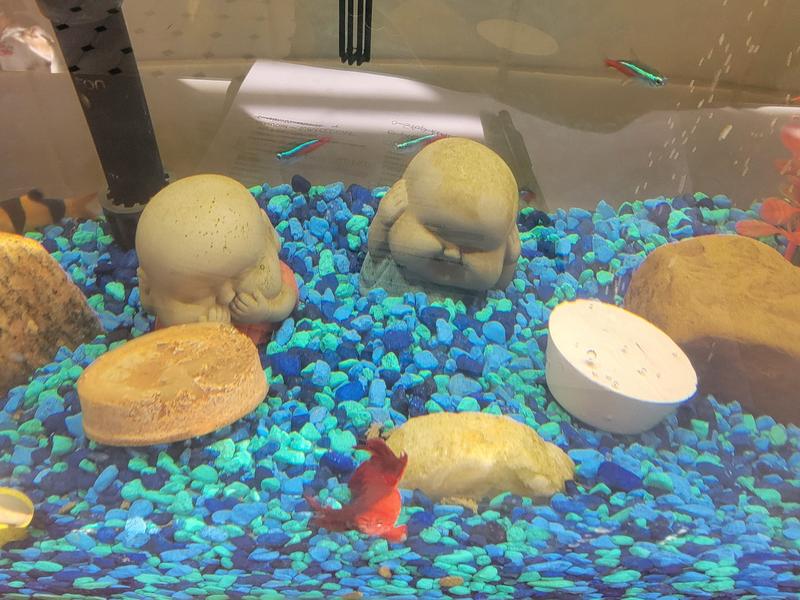 On the 9th day, came home from vacation and they didn't desolve.