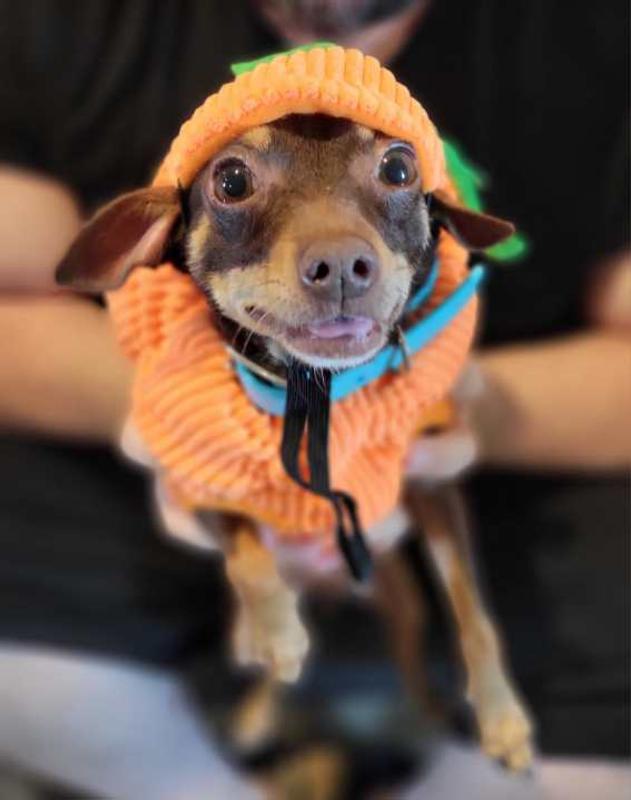 Small dog, big hopes for Halloween